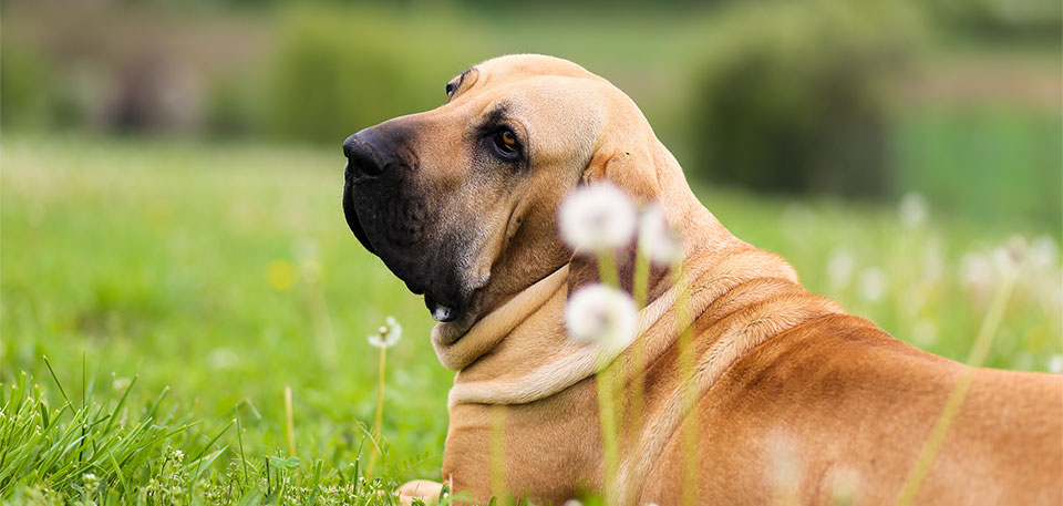 Fil;a Brasileiro Ama in grass