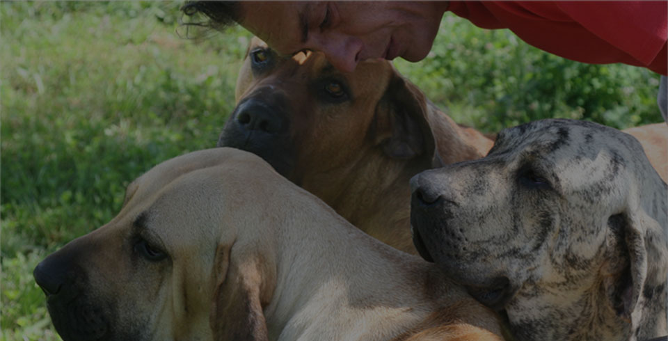 Two Filas and Tosa Inu